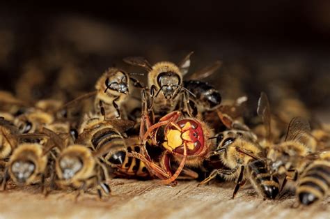 Aristophanes eşek arıları